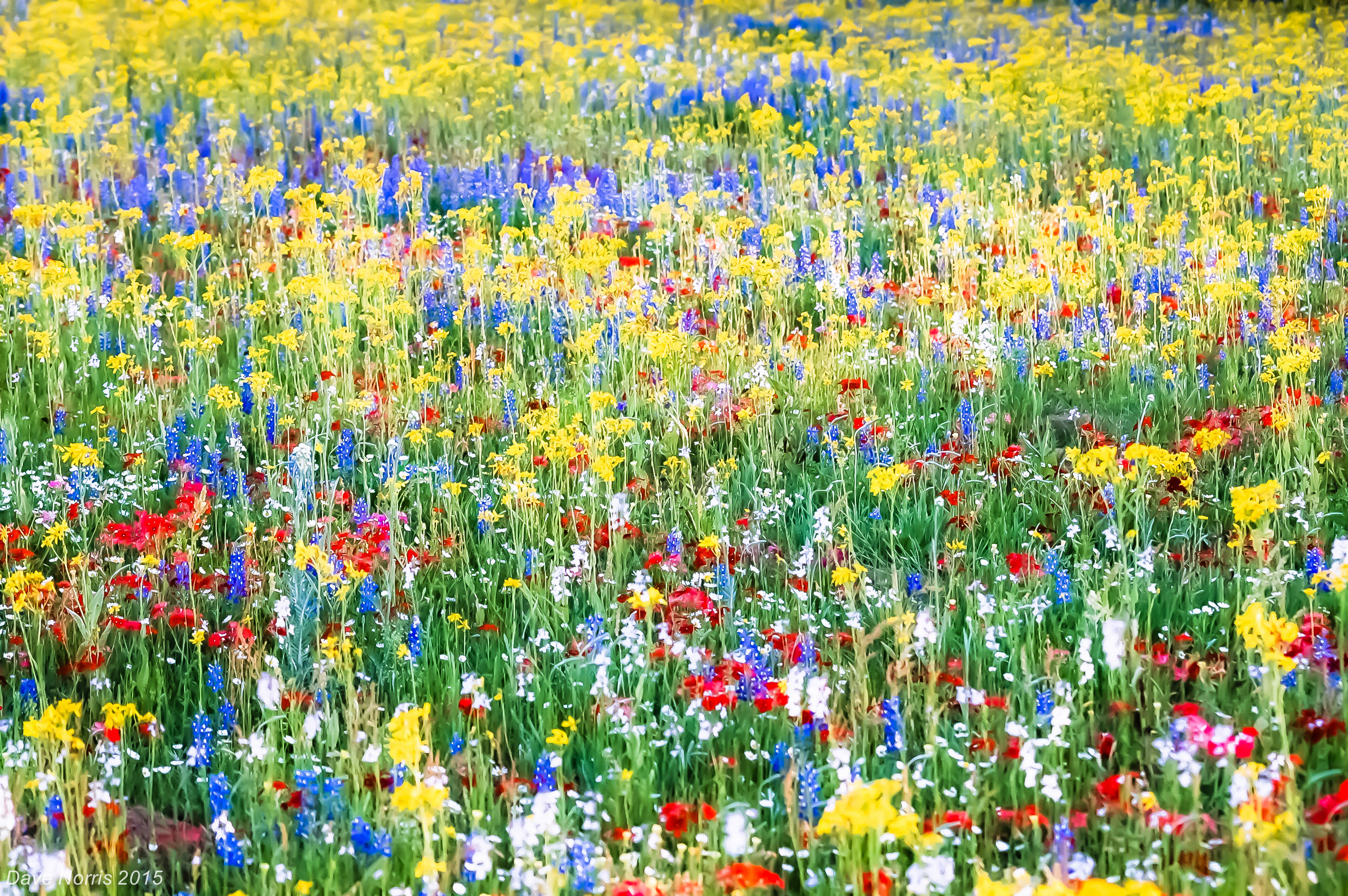 Focus on the Backroads:  Texas Wildflowers