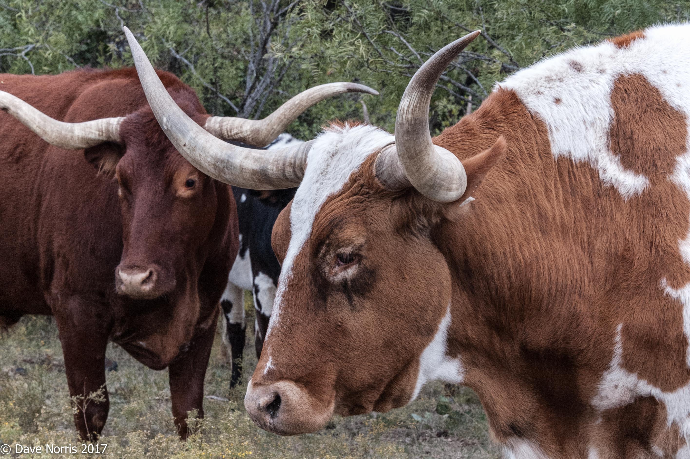 FOCUS OF THE BACKROADS – THE TEXAS LONGHORN